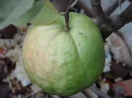 Guru24Hours? Guava Live Plant Healthy Live Plant Amrud/Bihi/Amrood ((Kilo) KG Guava Plant)-thumb1