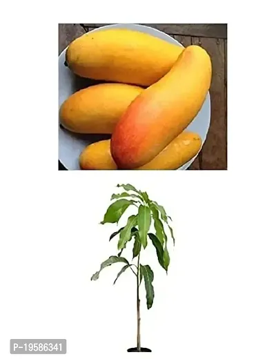 Guru24Hours? Mahachanak Mango Live Plant Grafted Healthy Live Plant (Pack of 1)-thumb0