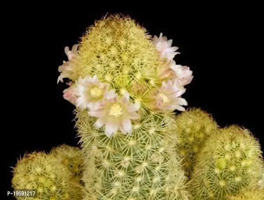Guru24Hours? Mammillaria Elongata Live Cactus Healthy Live Plant-thumb4