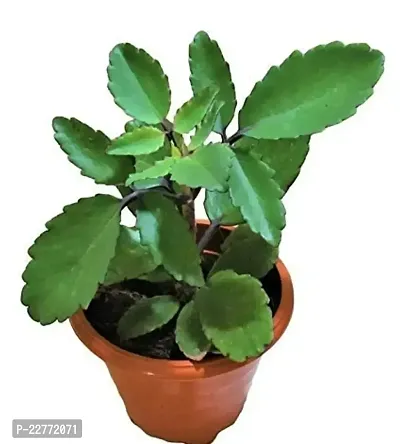 Bryophyllum Pinnatum/Patharchatta Plant Kidney Stone Plant, (Bryophyllum Pinnatum) Patharkuchi, Air Plant, Live Plant,-thumb0