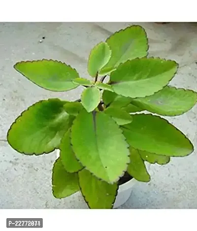 Bryophyllum Pinnatum/Patharchatta Plant Kidney Stone Plant, (Bryophyllum Pinnatum) Patharkuchi, Air Plant, Live Plant,-thumb2