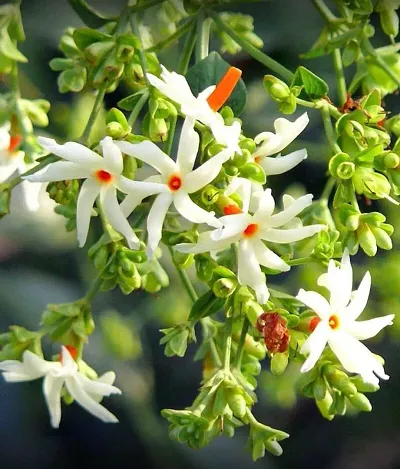 Harsingar tree sales