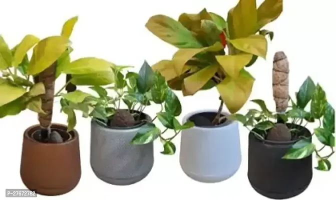Naturally Green Ceramic Finish Black Plant Container Set Pack Of 4