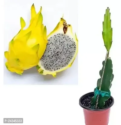 Israeli Yellow Dragon Fruit Plant