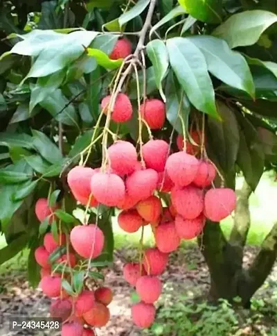 Litchi plant-thumb0