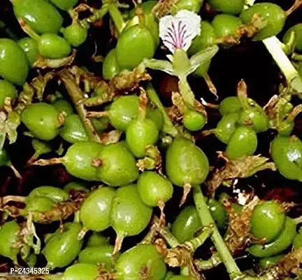 Green Cardamom Plant Hybrid Elaichi Tree-thumb0