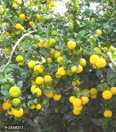 Lemon Plant (Hybrid)