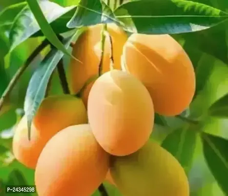 Japani all-time Mango Plant-thumb0