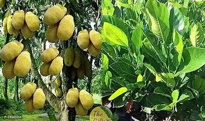 Rare VIETNAM SUPER EARLY Variety All Time Jackfruit (katahal) Plant Very Sweet Taste Grafted-thumb0