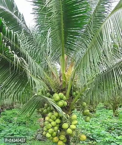 Hybrid Coconut Plantnbsp;