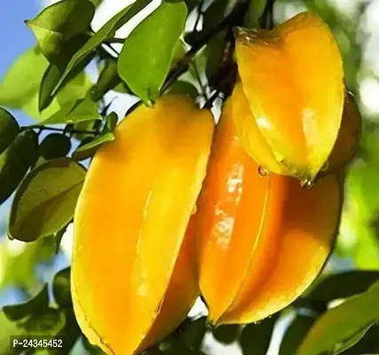 Star Fruit Plants Fruit/Birambi/Carambola Indoor