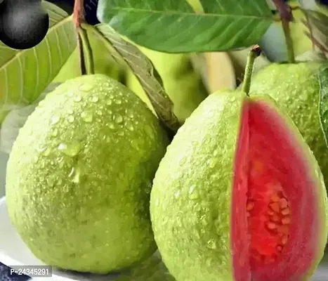Pink Guava Fruit Treenbsp;