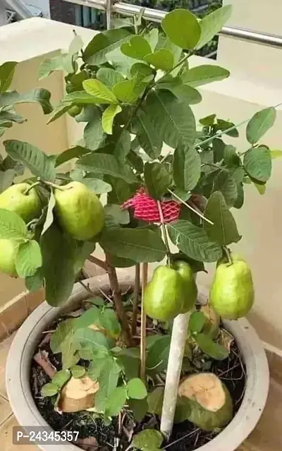 Vamsha Care Guava Tree-thumb0