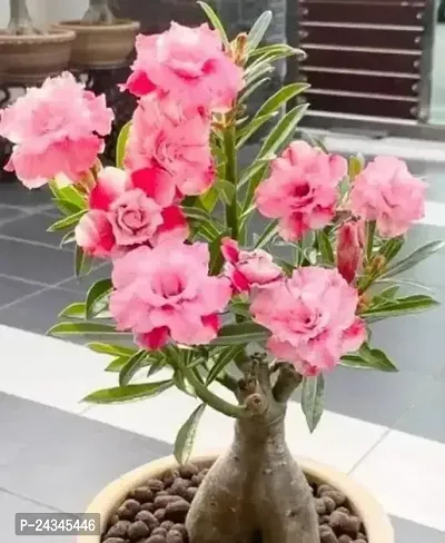 Adenium Plantnbsp;-thumb0