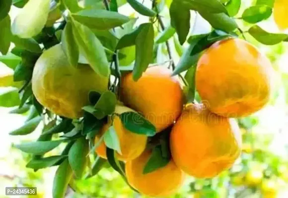 Sweet Nagpuri grafted orange lemon plant-thumb0