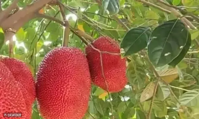 All time Red Jackfruit Healthy Plant