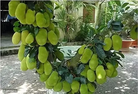 Green viewAll Time katahal Very Sweet Taste 1 healthy Grafted Jackfruit Plant-thumb0