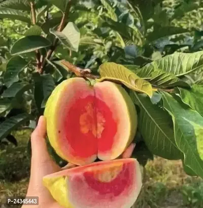 Red Diamond Green Guava Fruit Plant