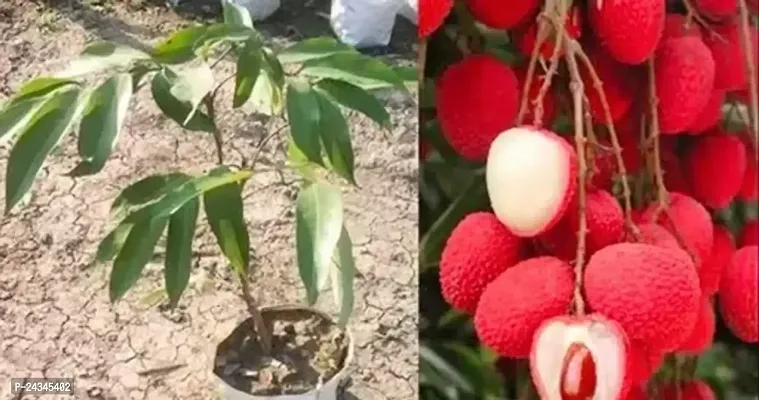 Litchi plant(Hybrid)-thumb0