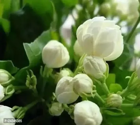 Jesmine/jui flower plant