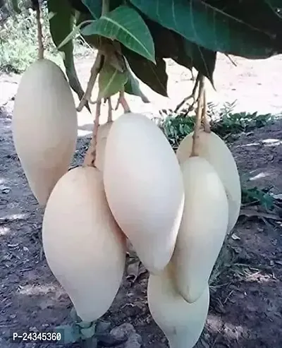 white dock mai mango plant