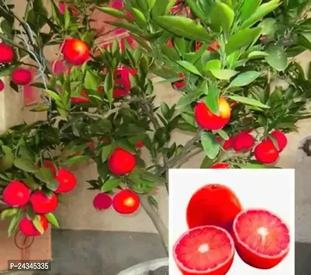 Australian Red Malta Berry Mosambi Sweet Fruit Plant