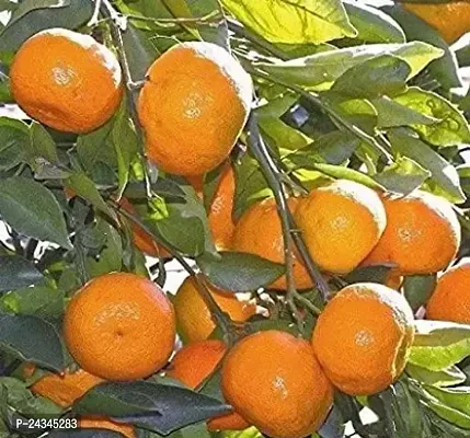 Darjeeling Orange Plant for Garden-thumb0