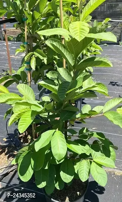 Dwarf King Guava Plantnbsp;-thumb0