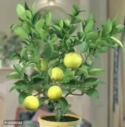 Sweet Mausambi Nimbu Plant-thumb0