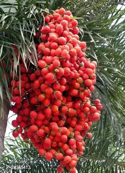 Betel Nut Plant -Hybrid-thumb0