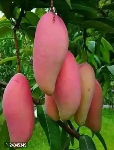 Sweet Katimon Catimon Hybrid Mango Thai Katimon Mamidi Mangifera indica Aam Amba baromasi Mankani All Time 12 month Round Year Graftednbsp;-thumb0