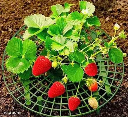 Red Strawberry Fruit Plant