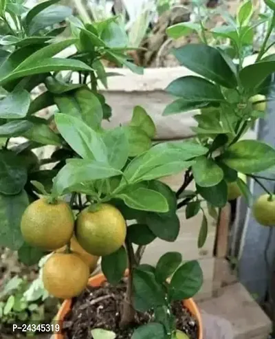 fruit  fruit trees