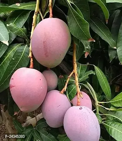 Tommy Atkins Mango  Hybrid 1 Healthy Plant-thumb0