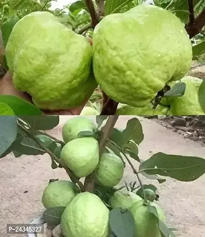 Sweet Seedless Jamrukh Amrud Apple Guava (Red Flesh - Shape) Outdoor Garden Plant-thumb0