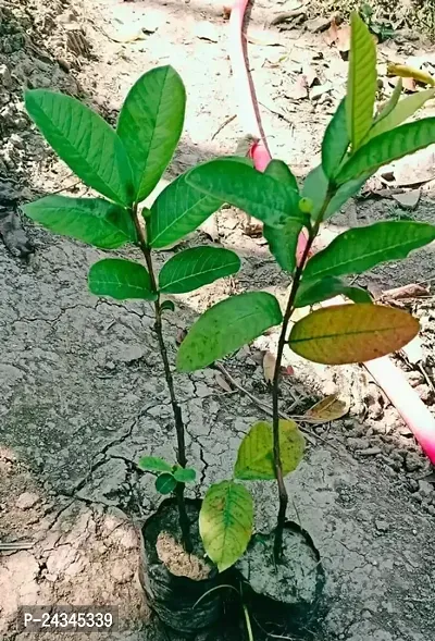 nbsp;BIHIR GUAVA PLANT Fruit  Fruit Trees