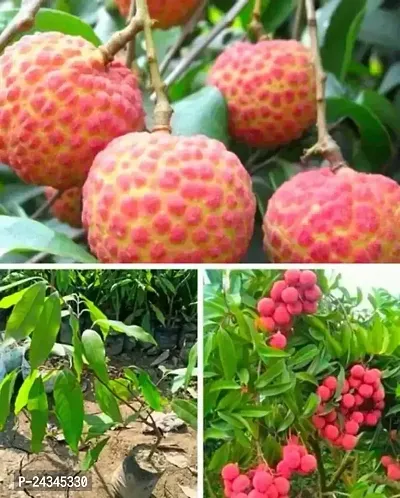 Litchi /Hybrid/Plant