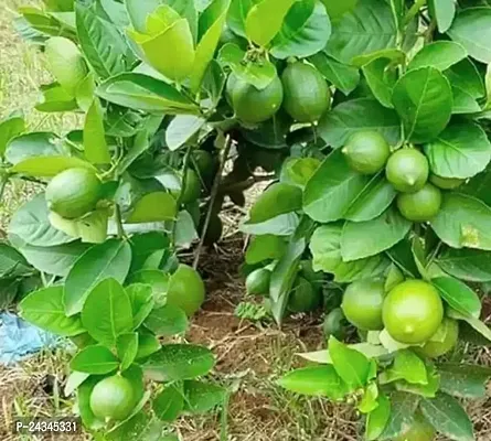 Desi Nimbu Plant