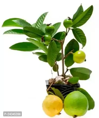 Healthy Green Sweet Guava Plant-thumb0