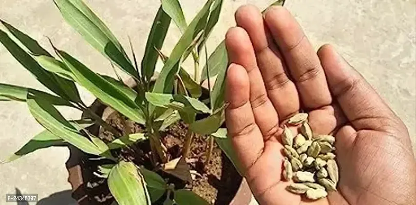 Kerala Green Cardamom Choti Elaichi Spice Plants For Home Garden-thumb0