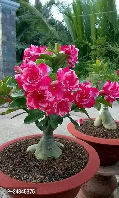 Adenium /Desert Roses Flower Plant-thumb0