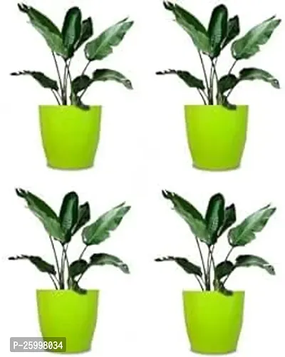Stylish Amrold Flower Pot Plant Container Set Pack Of 4 Plastic