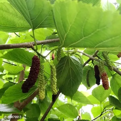 SelfLine | Mulberry Grafted Live Plants  Tree-thumb0