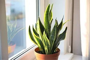 SelfLine | Sansevieria Decorative Live Plant-thumb1