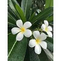 The Plants Factory | Plumeria/Champak White Flower Plant-thumb1