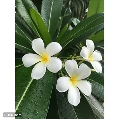 The Plants Factory | Plumeria/Champak White Flower Plant-thumb2