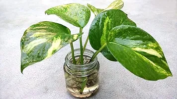 SelfLine | Money Plant Pilea Peperomioides Indoor Plant Live-thumb2