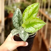SelfLine | Money Plant Pilea Peperomioides Indoor Plant Live-thumb1