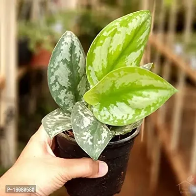 SelfLine | Money Plant Pilea Peperomioides Indoor Plant Live-thumb2