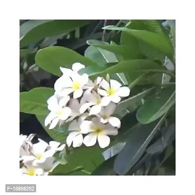 The Plants Factory | Plumeria/Champak White Flower Plant-thumb0